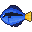Blue Tang