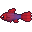 Siamese Fighting Fish